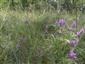 Stipa borysthenica s Astragalus onobrychis v NPR Čenkovská lesostep